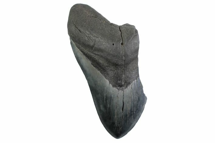 Partial Fossil Megalodon Tooth - Serrated Blade #359101
